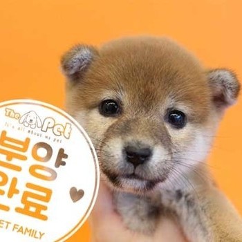 시바이누 ♀ 11.11 분양완료