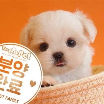 말티즈 ♂ 7.4 분양완료