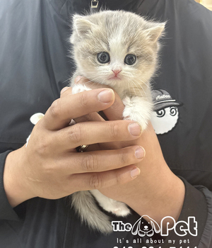 브숏 분양후기(25.11.22)