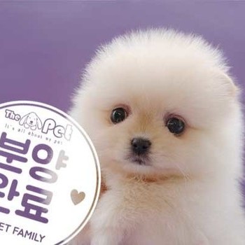 포메라니안 ♀ 1.30 분양완료