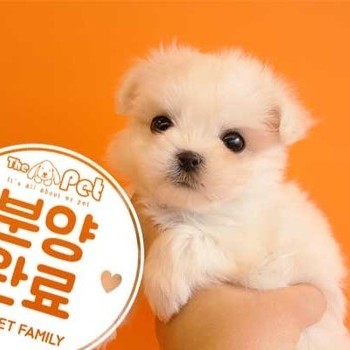 말티즈 ♂ 11.30 분양완료