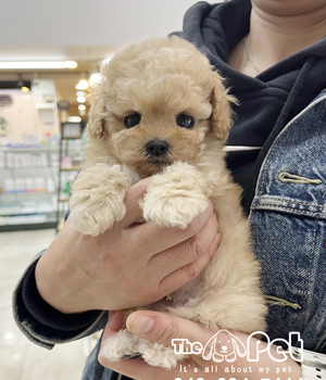 푸들 분양후기(25.11.19)