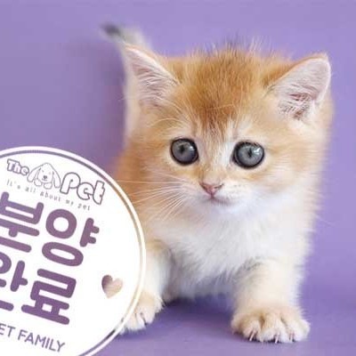 브리티쉬숏헤어 ♂ 4.16 분양완료