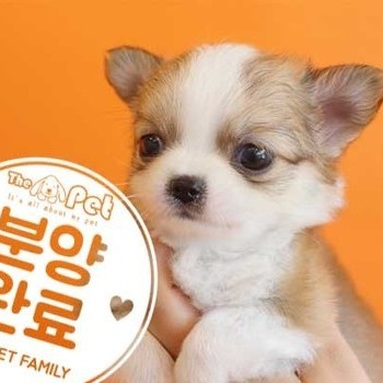 장모치와와 ♂ 3.11 분양완료