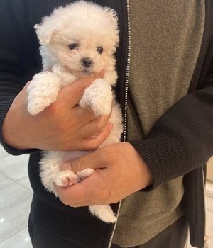 비숑프리제 분양후기 [25.2.16]