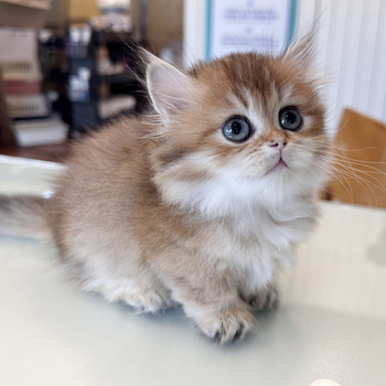 먼치킨 ♀ 7.25