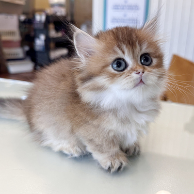 먼치킨 ♀ 7.25