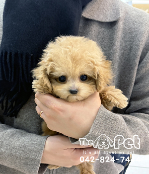 푸들 분양후기(25.12.15)