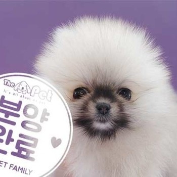 포메라니안 ♂ 1.30 분양완료