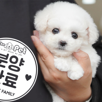 비숑프리제 공주님 10.13