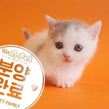 먼치킨 ♀ 12.24 분양완료