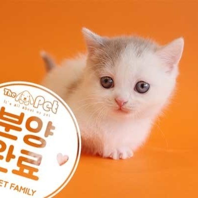 먼치킨 ♀ 12.24 분양완료