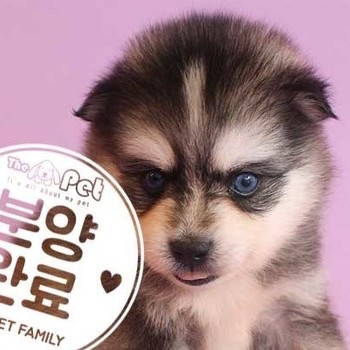 폼스키 ♂ 5.21 분양완료