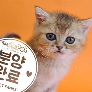 브리티쉬숏헤어 ♂ 11.19 분양완료