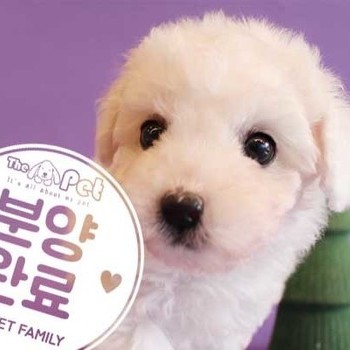 푸들 ♂ 10.22 분양완료