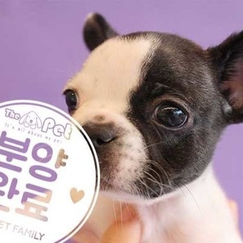  프렌치블독 ♀ 10.16 분양완료