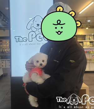 푸들 분양후기(25.11.15) 중리점
