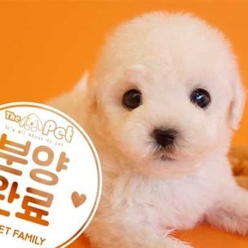 비숑프리제 ♂ 11.25 분양완료