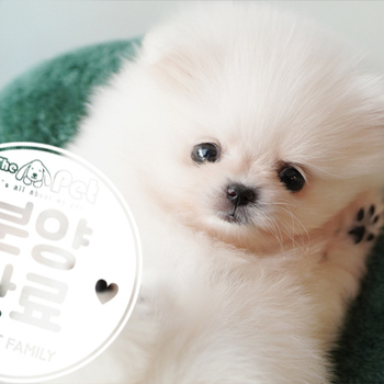 포메라니안 ♀ 09.22