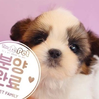 말티츄 ♂ 6.11 분양완료