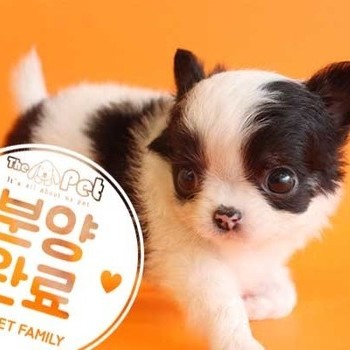 장모치와와 ♂ 2.22 분양완료