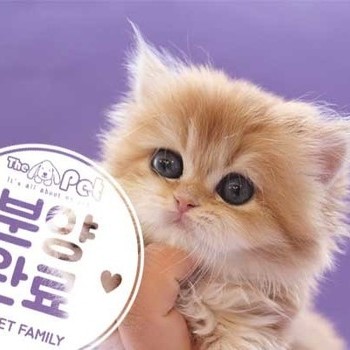 브리티쉬롱헤어 ♀ 1.30 분양완료