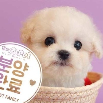 비숑프리제 ♂ 5.20 분양완료