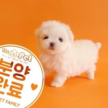  말티즈 ♂ 12.3 분양완료