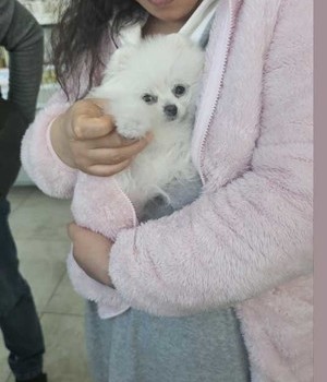 포메라니안 분양후기 [25.1.27]