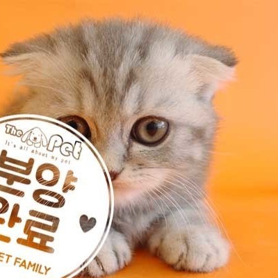 먼치킨 ♂ 4.9 분양완료