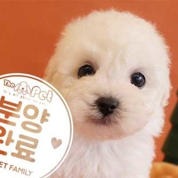  비숑프리제 ♂ 10.2 분양완료