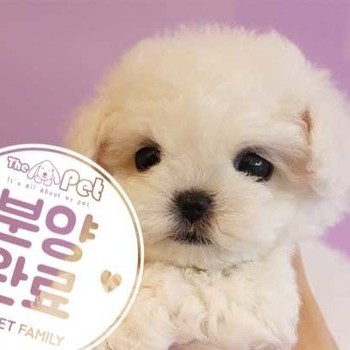 비숑프리제 ♀ 6.2 분양완료