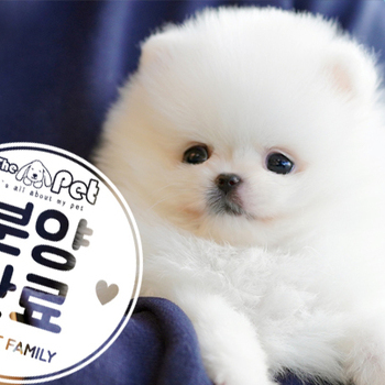 포메라니안 ♂ 9.10
