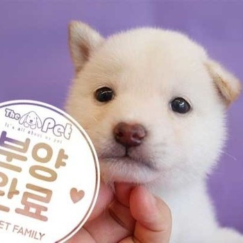 시바이누 ♂ 5.1 분양완료