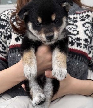 시바이누 분양후기 [25.1.31]