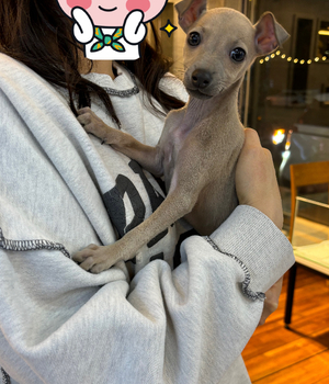 이탈리안그레이하운드 분양후기 [24.12.20]