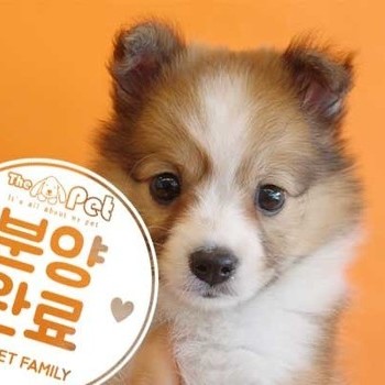 셔틀랜드쉽독 ♀ 4.6 분양완료