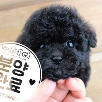 푸들 ♂ 5.27 분양완료