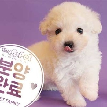  푸들 ♀ 10.22 분양완료