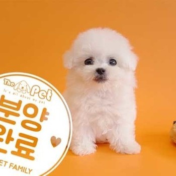 비숑프리제 ♀ 12.2 분양완료