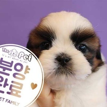 시츄 ♂ 10.11 분양완료