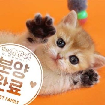 브리티쉬숏헤어 ♀ 1.22 분양완료