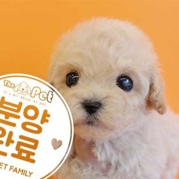 푸들 ♀ 11.25 분양완료