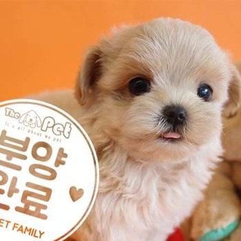 말티푸 ♀ 6.25 분양완료