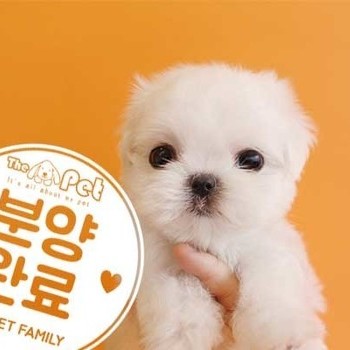 말티즈 ♂ 12.2 분양완료