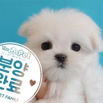 말티즈 ♀ 12.18 분양완료