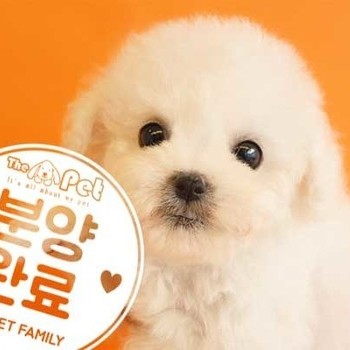 비숑프리제 ♀ 2.21 분양완료