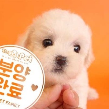 비숑프리제 ♀ 6.24 분양완료