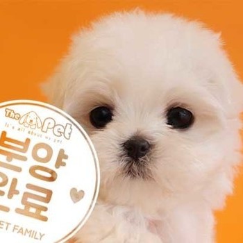 말티즈 ♂ 11.24 분양완료