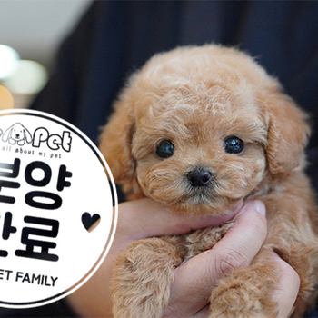 푸들 버찌  9.9